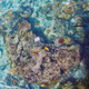 An aerial glimpse of plastic debris floating over a colony of corals. Image: Kathryn Berry